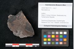 Foto (Objekt + Etikett) von Neuropteris sp.  (NHMW-GEO-2024-0188-10711)